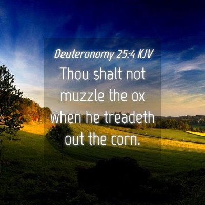 Picture 04 - Deuteronomy 25:4 KJV - Thou shalt not muzzle the ox when he treadeth out - Bible Verse Picture