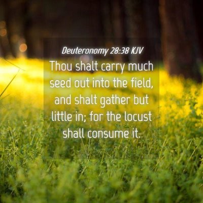 Picture 04 - Deuteronomy 28:38 KJV - Thou shalt carry much seed out into the field, - Bible Verse Picture