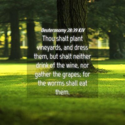 Picture 04 - Deuteronomy 28:39 KJV - Thou shalt plant vineyards, and dress them, but - Bible Verse Picture