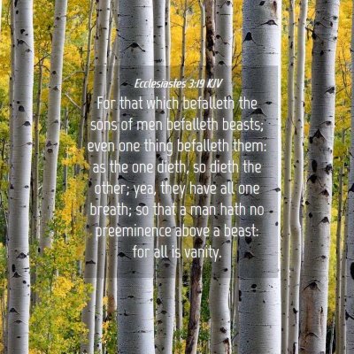 Picture 04 - Ecclesiastes 3:19 KJV - For that which befalleth the sons of men - Bible Verse Picture