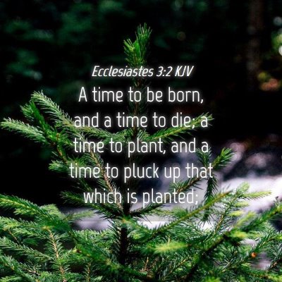 Picture 04 - Ecclesiastes 3:2 KJV - A time to be born, and a time to die; a time to - Bible Verse Picture