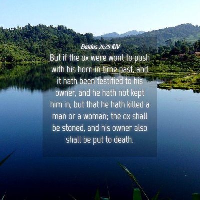Picture 04 - Exodus 21:29 KJV - But if the ox were wont to push with his horn in - Bible Verse Picture
