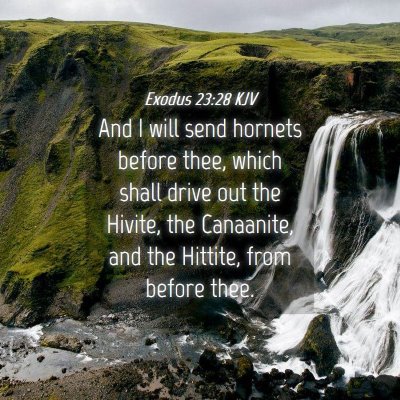 Picture 04 - Exodus 23:28 KJV - And I will send hornets before thee, which shall - Bible Verse Picture
