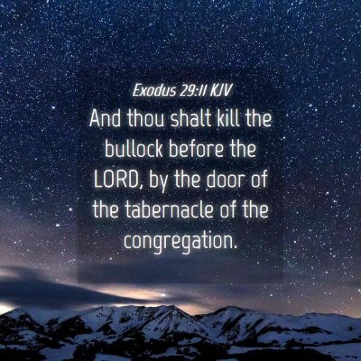 Picture 04 - Exodus 29:11 KJV - And thou shalt kill the bullock before the LORD, - Bible Verse Picture