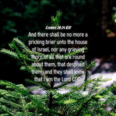 Picture 04 - Ezekiel 28:24 KJV - And there shall be no more a pricking brier unto - Bible Verse Picture