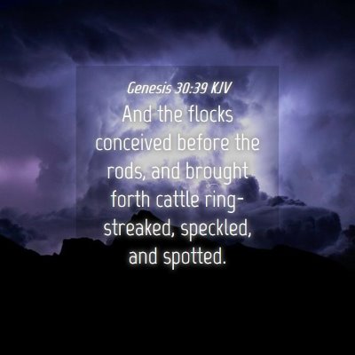 Picture 04 - Genesis 30:39 KJV - And the flocks conceived before the rods, and - Bible Verse Picture