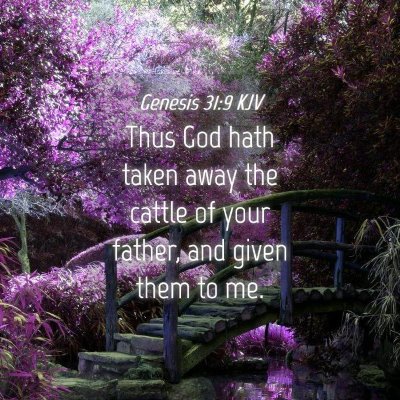 Picture 04 - Genesis 31:9 KJV - Thus God hath taken away the cattle of your - Bible Verse Picture