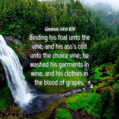 Picture 04 - Genesis 49:11 KJV - Binding his foal unto the vine, and his ass's - Bible Verse Picture