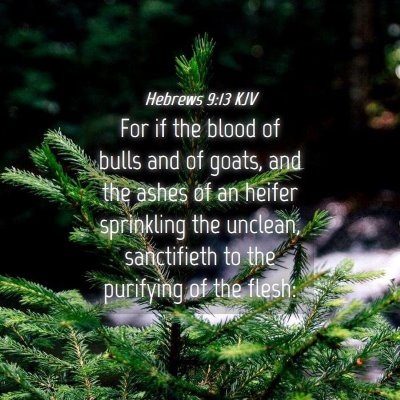 Picture 04 - Hebrews 9:13 KJV - For if the blood of bulls and of goats, and the - Bible Verse Picture