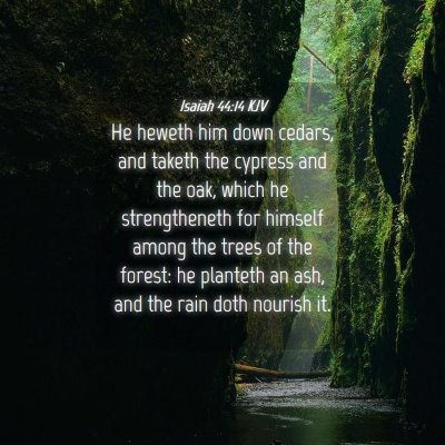 Picture 04 - Isaiah 44:14 KJV - He heweth him down cedars, and taketh the cypress - Bible Verse Picture