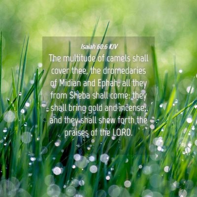 Picture 04 - Isaiah 60:6 KJV - The multitude of camels shall cover thee, the - Bible Verse Picture