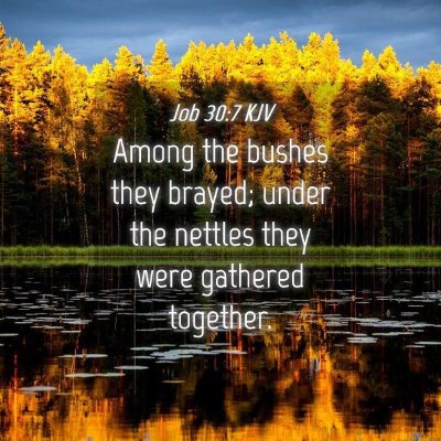 Picture 04 - Job 30:7 KJV - Among the bushes they brayed; under the nettles - Bible Verse Picture