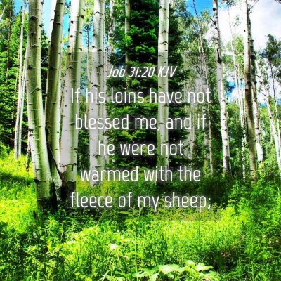 Picture 04 - Job 31:20 KJV - If his loins have not blessed me, and if he were - Bible Verse Picture