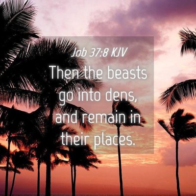 Picture 04 - Job 37:8 KJV - Then the beasts go into dens, and remain in their - Bible Verse Picture