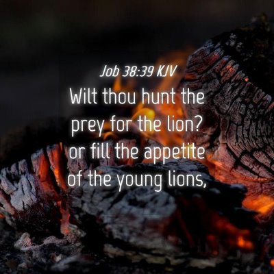 Picture 04 - Job 38:39 KJV - Wilt thou hunt the prey for the lion? or fill the - Bible Verse Picture