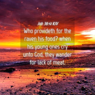Picture 04 - Job 38:41 KJV - Who provideth for the raven his food? when his - Bible Verse Picture