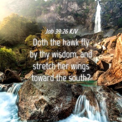 Picture 04 - Job 39:26 KJV - Doth the hawk fly by thy wisdom, and stretch her - Bible Verse Picture