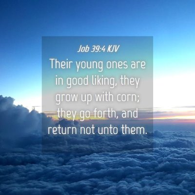 Picture 04 - Job 39:4 KJV - Their young ones are in good liking, they grow up - Bible Verse Picture