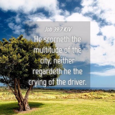 Picture 04 - Job 39:7 KJV - He scorneth the multitude of the city, neither - Bible Verse Picture