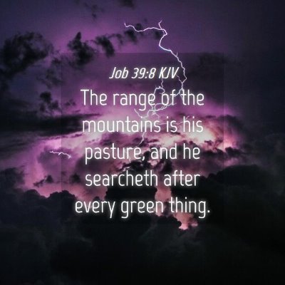 Picture 04 - Job 39:8 KJV - The range of the mountains is his pasture, and he - Bible Verse Picture