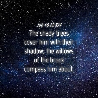 Picture 04 - Job 40:22 KJV - The shady trees cover him with their shadow; the - Bible Verse Picture