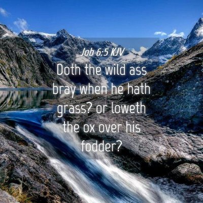 Picture 04 - Job 6:5 KJV - Doth the wild ass bray when he hath grass? or - Bible Verse Picture