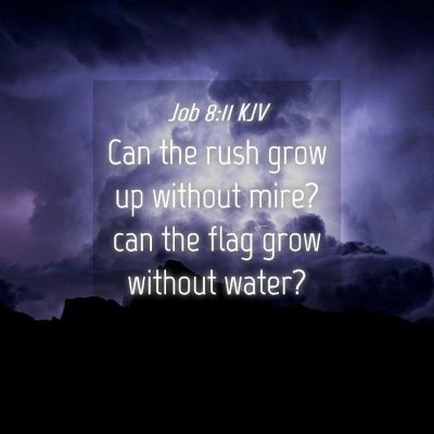 Picture 04 - Job 8:11 KJV - Can the rush grow up without mire? can the flag - Bible Verse Picture