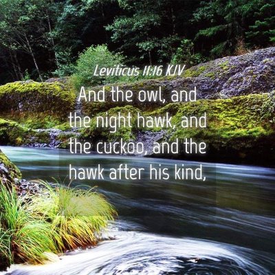 Picture 04 - Leviticus 11:16 KJV - And the owl, and the night hawk, and the cuckoo, - Bible Verse Picture