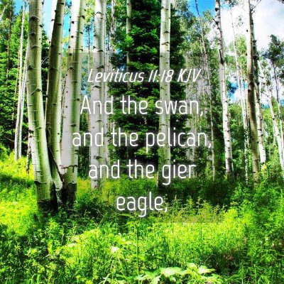 Picture 04 - Leviticus 11:18 KJV - And the swan, and the pelican, and the gier - Bible Verse Picture