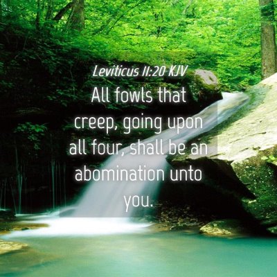 Picture 04 - Leviticus 11:20 KJV - All fowls that creep, going upon all four, shall - Bible Verse Picture
