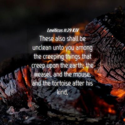 Picture 04 - Leviticus 11:29 KJV - These also shall be unclean unto you among the - Bible Verse Picture