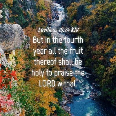 Picture 04 - Leviticus 19:24 KJV - But in the fourth year all the fruit thereof - Bible Verse Picture