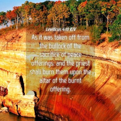 Picture 04 - Leviticus 4:10 KJV - As it was taken off from the bullock of the - Bible Verse Picture