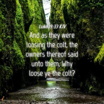 Picture 04 - Luke 19:33 KJV - And as they were loosing the colt, the owners - Bible Verse Picture