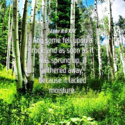 Picture 04 - Luke 8:6 KJV - And some fell upon a rock; and as soon as it was - Bible Verse Picture
