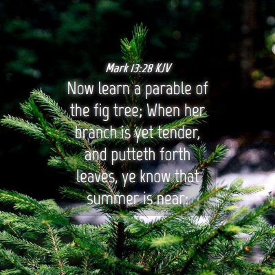 Picture 04 - Mark 13:28 KJV - Now learn a parable of the fig tree; When her - Bible Verse Picture