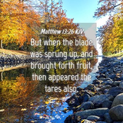 Picture 04 - Matthew 13:26 KJV - But when the blade was sprung up, and brought - Bible Verse Picture