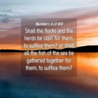 Picture 04 - Numbers 11:22 KJV - Shall the flocks and the herds be slain for them, - Bible Verse Picture