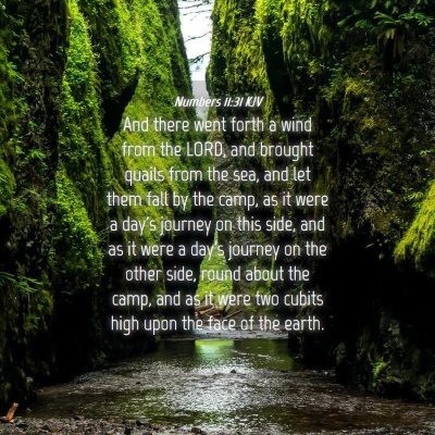 Picture 04 - Numbers 11:31 KJV - And there went forth a wind from the LORD, and - Bible Verse Picture