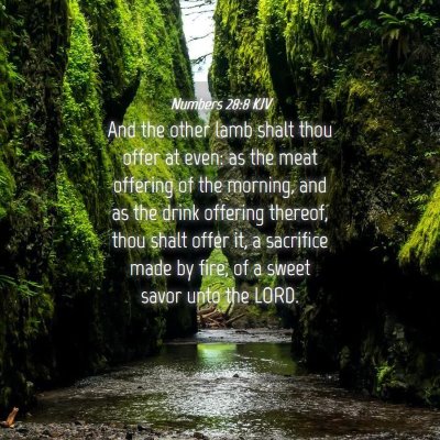 Picture 04 - Numbers 28:8 KJV - And the other lamb shalt thou offer at even: as - Bible Verse Picture