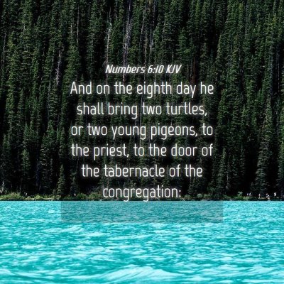 Picture 04 - Numbers 6:10 KJV - And on the eighth day he shall bring two turtles, - Bible Verse Picture