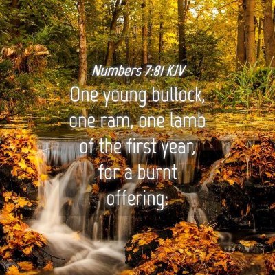 Picture 04 - Numbers 7:81 KJV - One young bullock, one ram, one lamb of the first - Bible Verse Picture