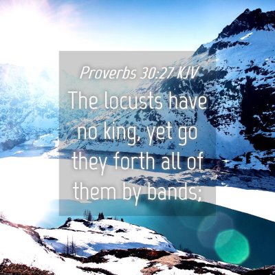Picture 04 - Proverbs 30:27 KJV - The locusts have no king, yet go they forth all - Bible Verse Picture