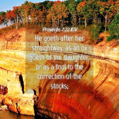 Picture 04 - Proverbs 7:22 KJV - He goeth after her straightway, as an ox goeth to - Bible Verse Picture