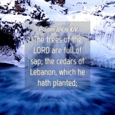 Picture 04 - Psalms 104:16 KJV - The trees of the LORD are full of sap; the cedars - Bible Verse Picture