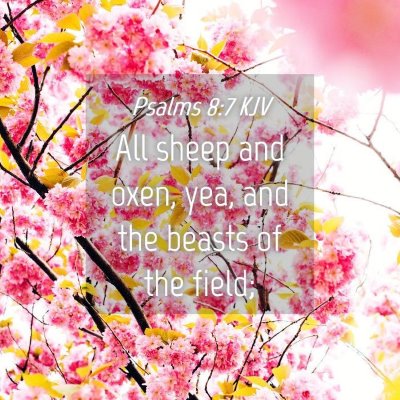 Picture 04 - Psalms 8:7 KJV - All sheep and oxen, yea, and the beasts of the - Bible Verse Picture