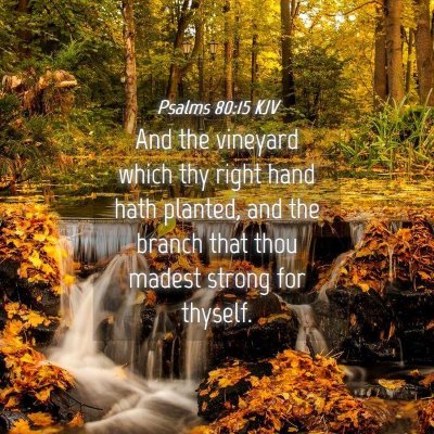 Picture 04 - Psalms 80:15 KJV - And the vineyard which thy right hand hath - Bible Verse Picture