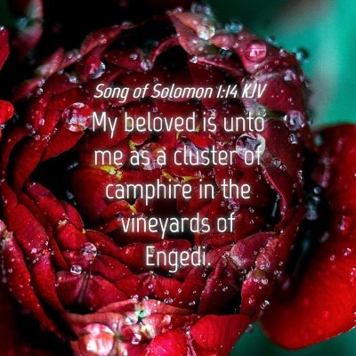 Picture 04 - Song of Solomon 1:14 KJV - My beloved is unto me as a cluster of camphire in - Bible Verse Picture
