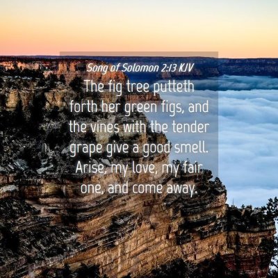 Picture 04 - Song of Solomon 2:13 KJV - The fig tree putteth forth her green figs, and - Bible Verse Picture