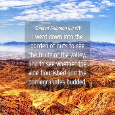 Picture 04 - Song of Solomon 6:11 KJV - I went down into the garden of nuts to see the - Bible Verse Picture